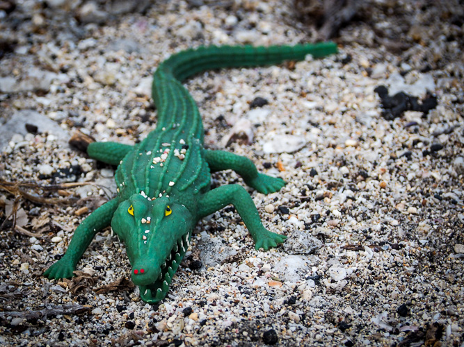 Never know what you'll find on the beach.