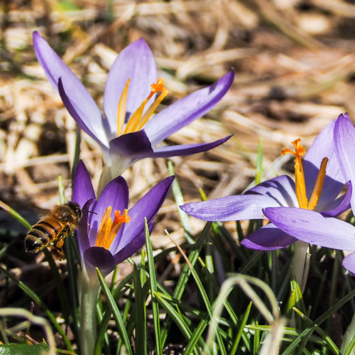 Here, spring lives: Crocus and a Bee.