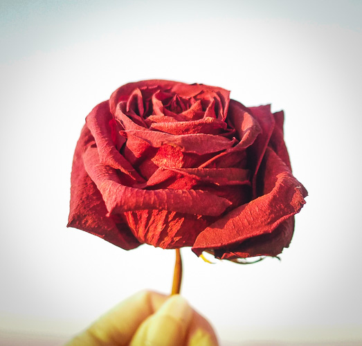 Carlton is not a dried rose.