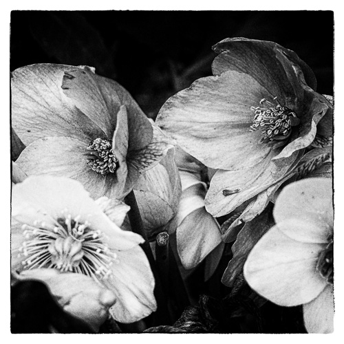 Winter Aconite - and -PostProcessing.