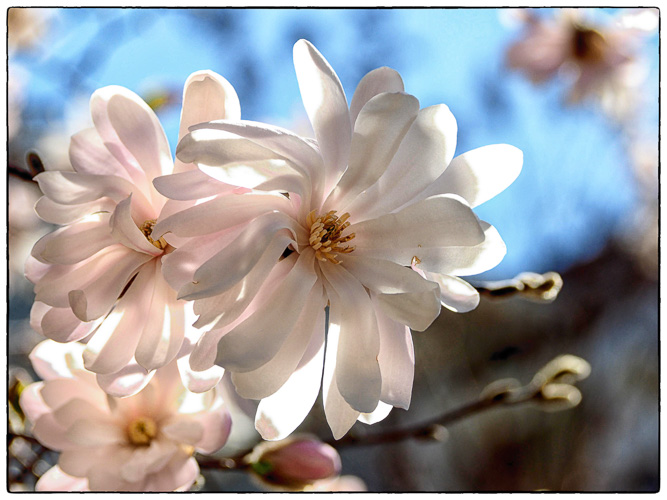 The ever so fragile Star Magnolia
