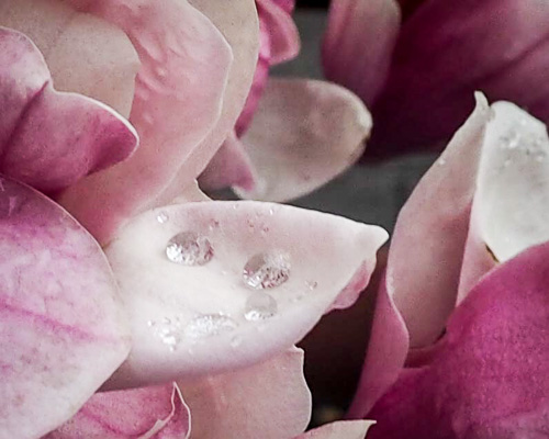 Tulip Magnolia