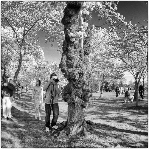 Yep, nobody actually looked at the cherry blossoms.