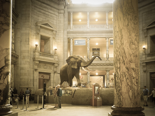 It's Henry, the stuffed elephant at the Smithsonian