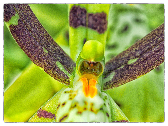 Yep, another orchid.