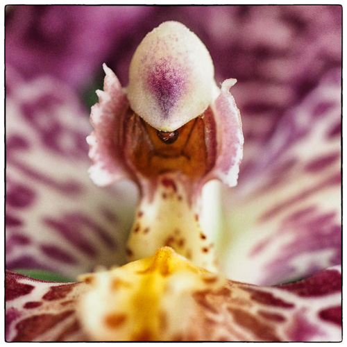 Inside an orchid