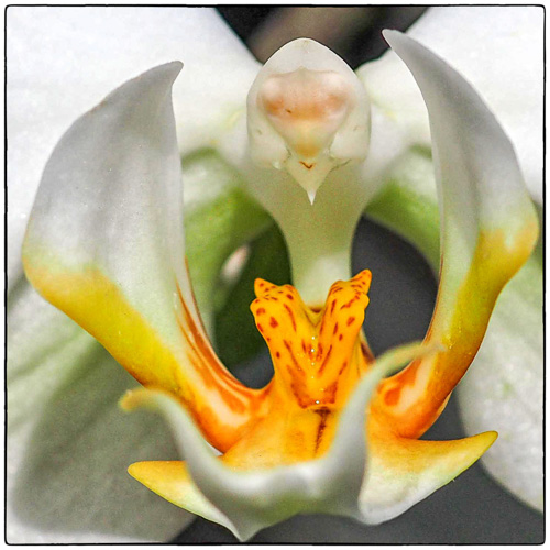 Totally Loving Orchids