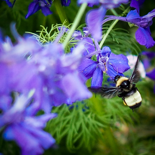 Bee Photography Season!