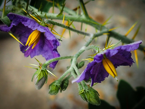 Floral self defense