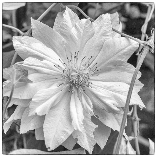 clematis