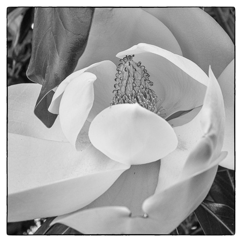No bees today - but a magnolia