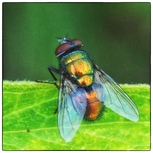 The Fly