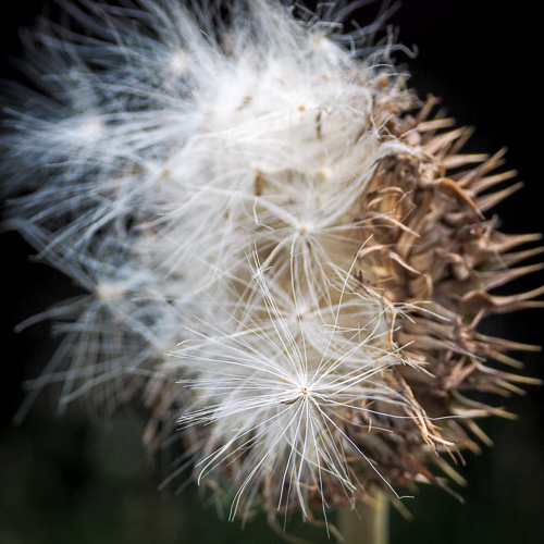 thistle