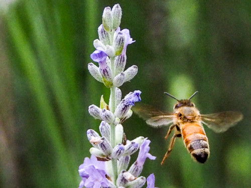 Today's honey bee