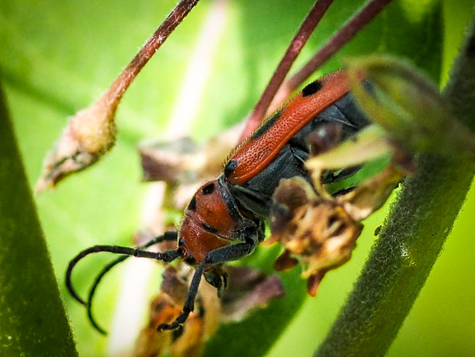 red beetle like insect
