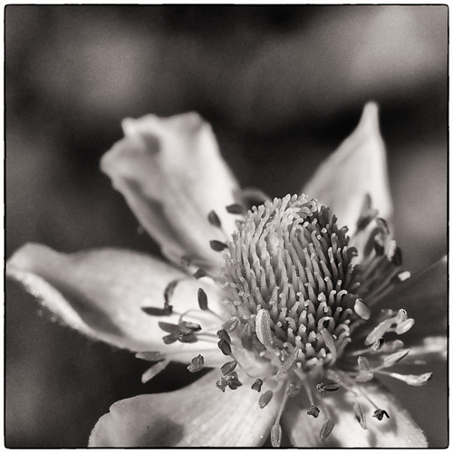 small flower