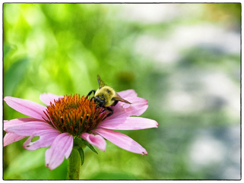 Bee and Cone Flower