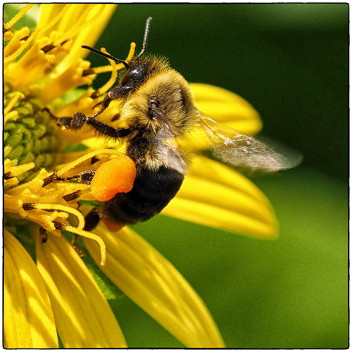 Does this pollen make my butt look fat?