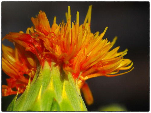 Indoor flowers today.