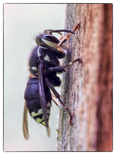 bald face wasp