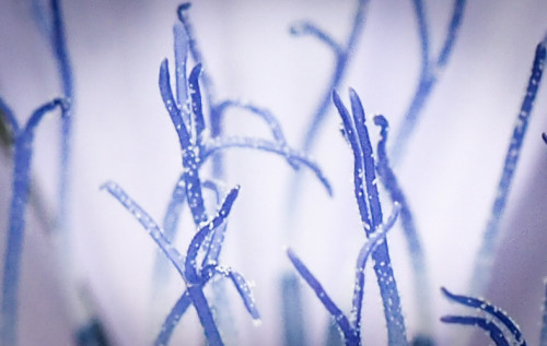 cornflower - up close and blue