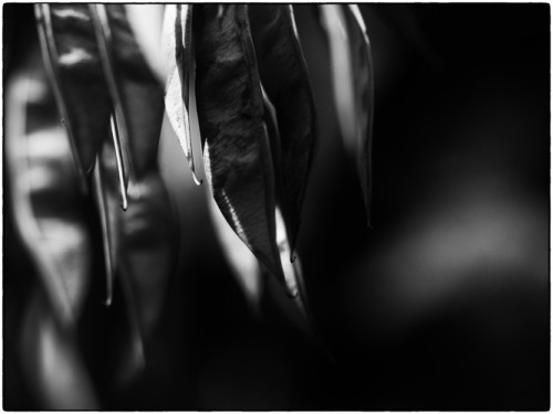Dark Vision