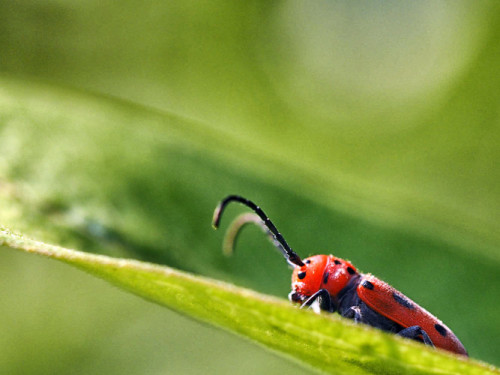 Tetraopes tetrophthalmus - Red Milkweed Beetle