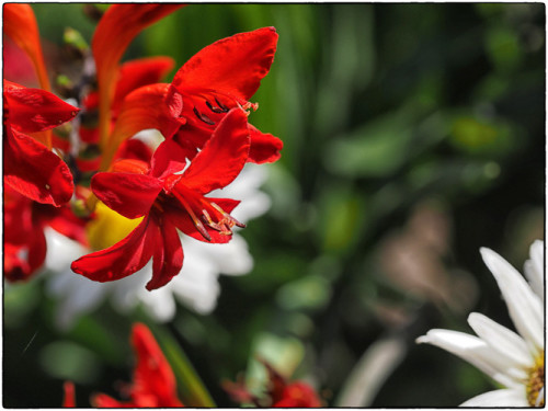 just flowers