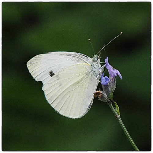 Cabbage White Pieris rapae