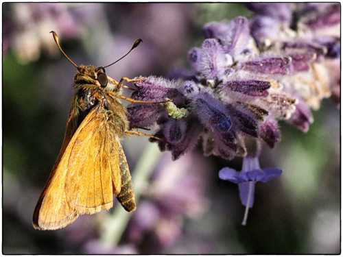 small skipper