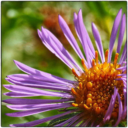 st michael's mass daisy