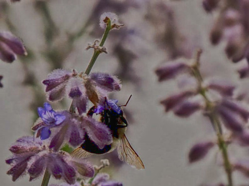 lavender bees