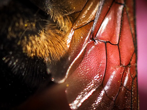 Bee Wing