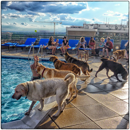 Dog Swim Day 2012