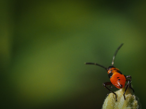 immature milkweed bug