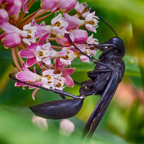 The Great Black Wasp