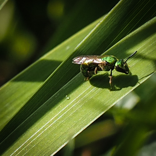 unknown tiny green bug