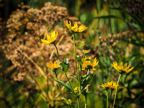 even the flowers look tired of the heat