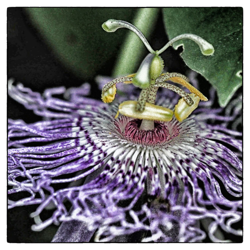 Passiflora incarnata