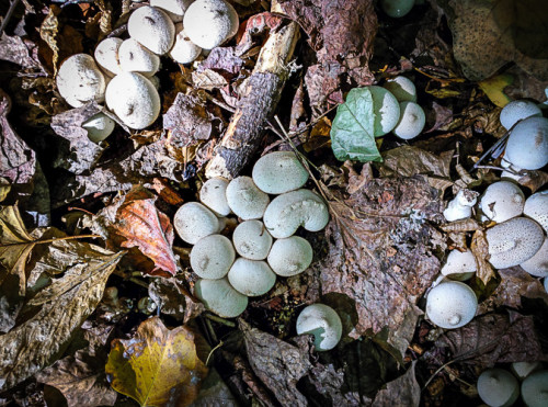 Found some pretty mushrooms whilst walking home.