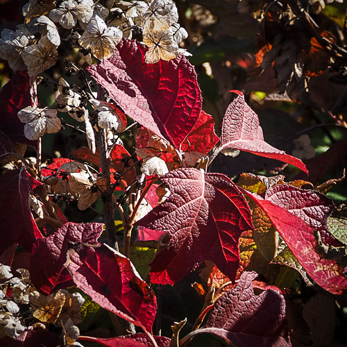 looking for autumn