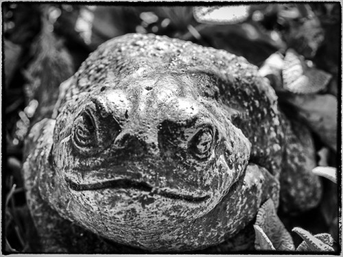stone toad