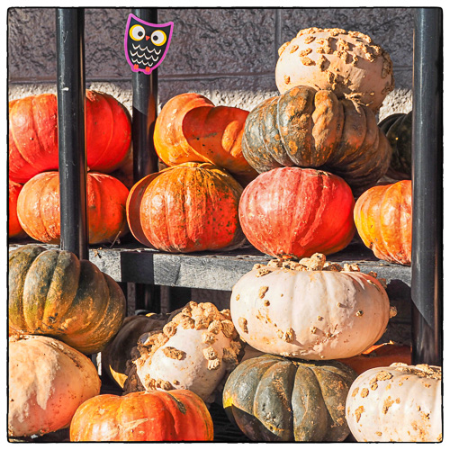 pumpkins everywhere