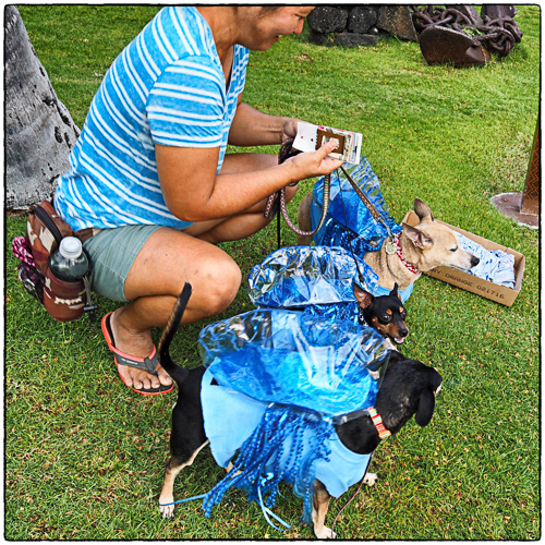 My favorite - portigese man of war doggies.