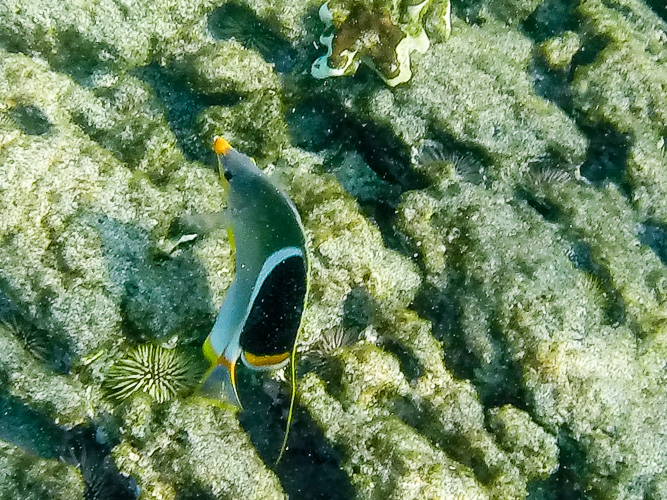Saddle Butterfly
