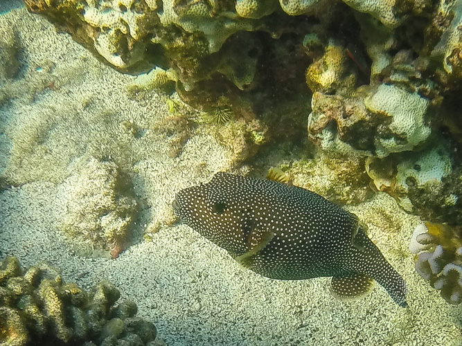 Spotted Puffer Fish
