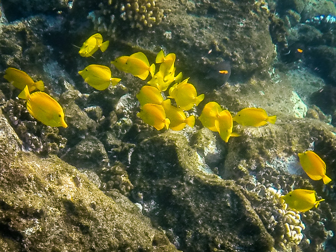 And, HUGE yellow tangs