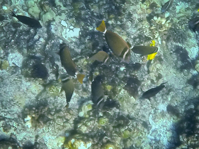 Lots of White Bar Surgeon Fish
