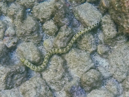 Cute Little Snowflake Eel