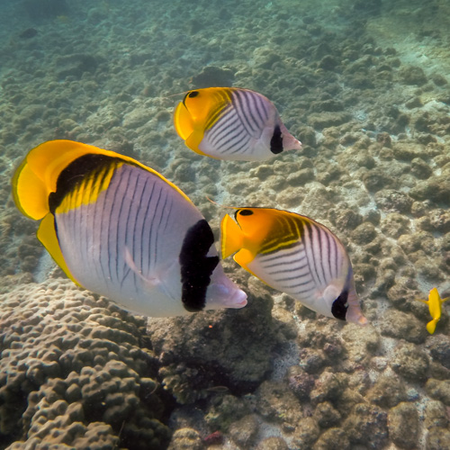 Lined butterfly and threadfin butterflies.